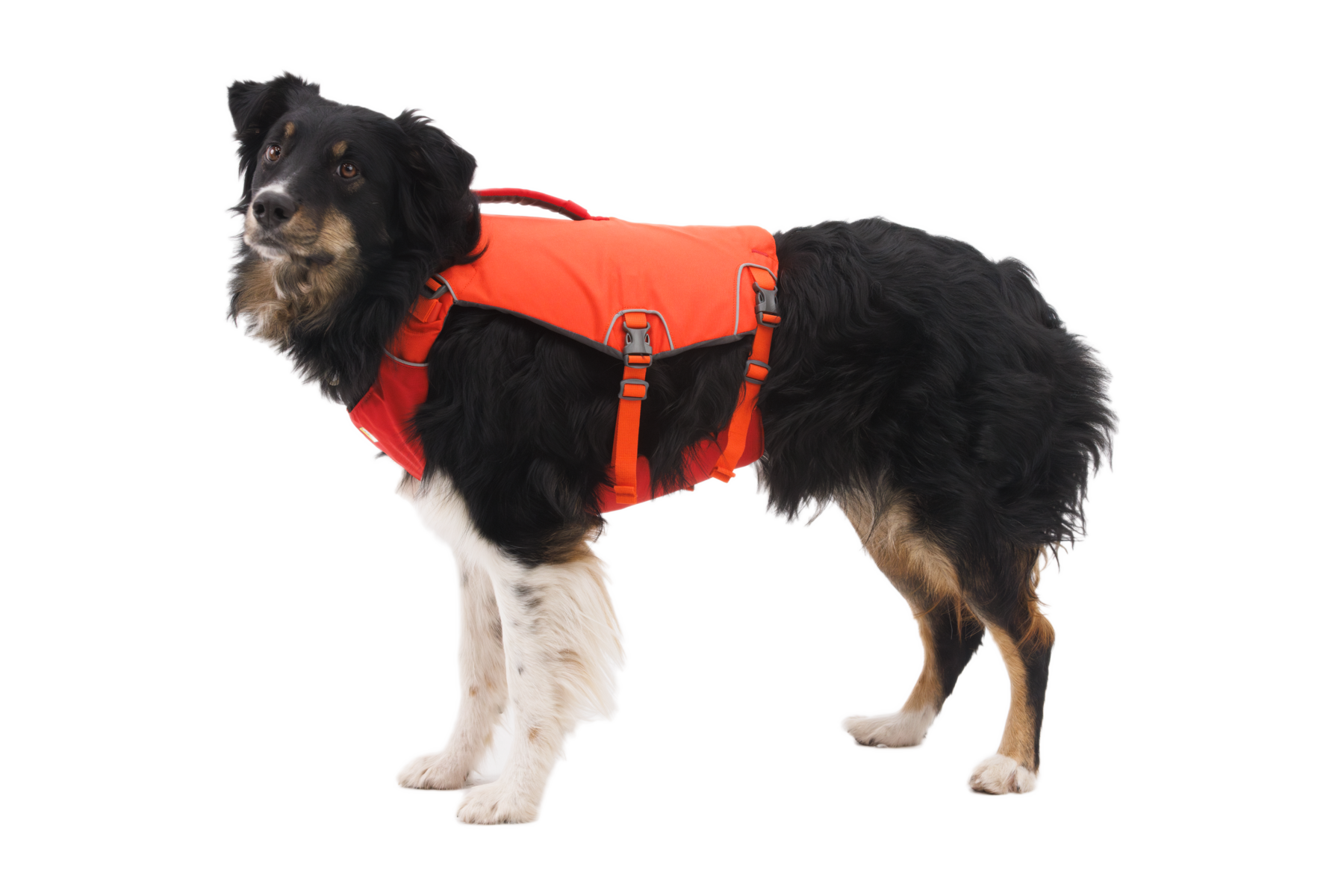 Confluence™ Dog Life Jacket