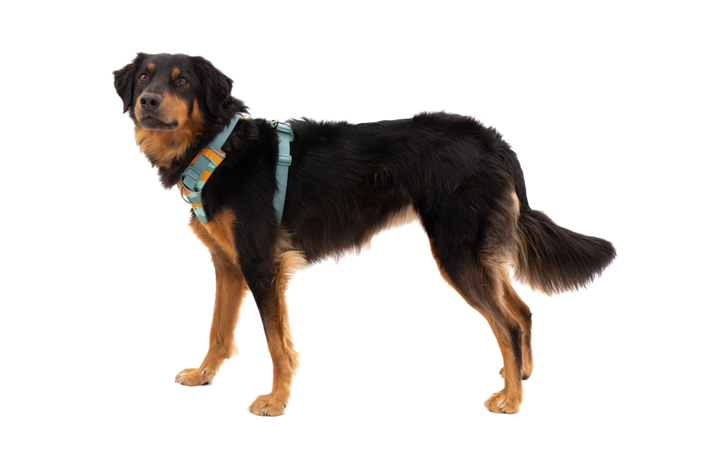 Front Range® Dog Harness